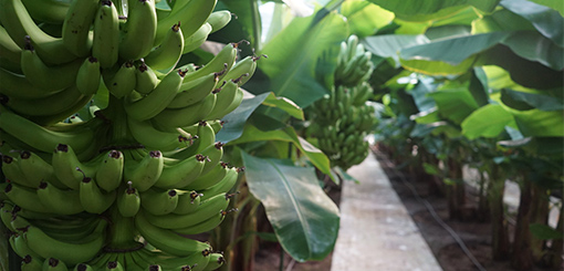 【農業×IoT】バナナの栽培環境の見える化